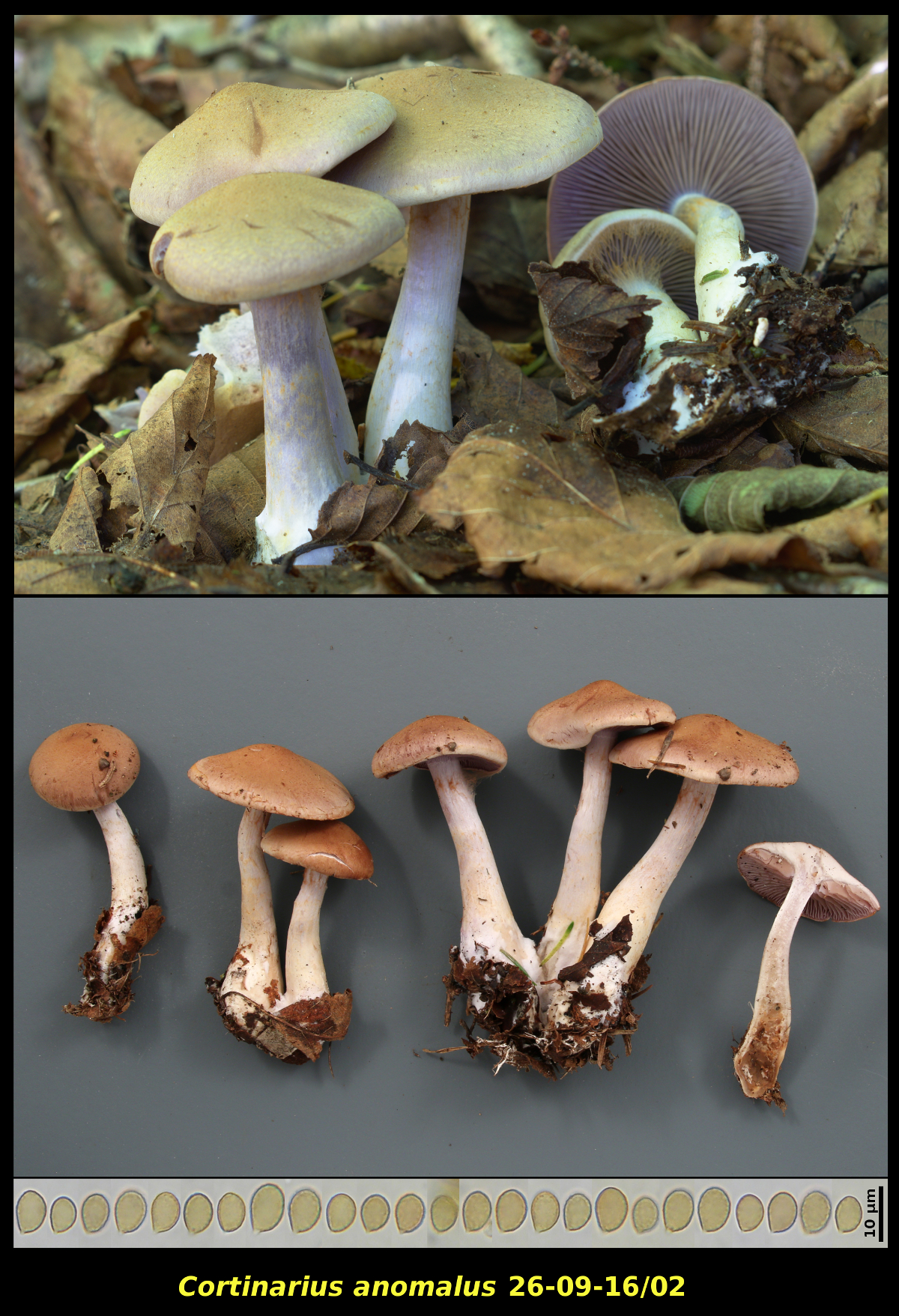 Picture of <i>Cortinarius anomalus</i>